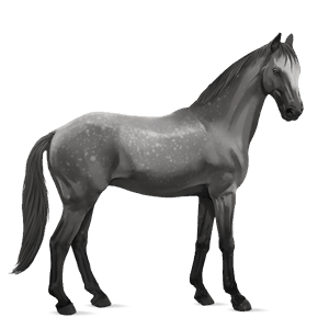 jahalni konj camargue pikasto siva