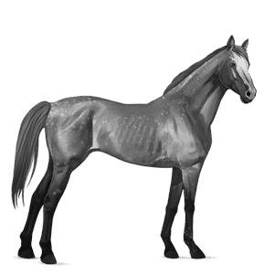 poni Šetland mišje siva