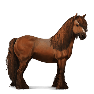 jahalni konj nizozemski toplokrvni (kwpn) Češnjevo rdečkasto rjava