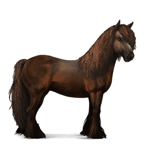 jahalni konj gypsy vanner Črna tobiano