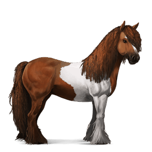 jahalni konj gypsy vanner kostanjeva tobiano