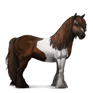 jahalni konj gypsy vanner temno rdečkasto rjava tobiano