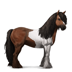 jahalni konj arabec jagodno rdečkasto siv