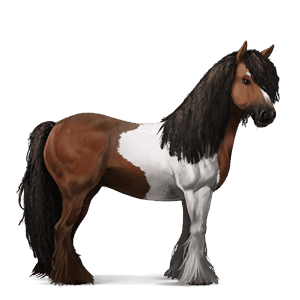 jahalni konj gypsy vanner temno rdečkasto rjava tobiano