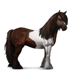 jahalni konj gypsy vanner temno rdečkasto rjava tobiano