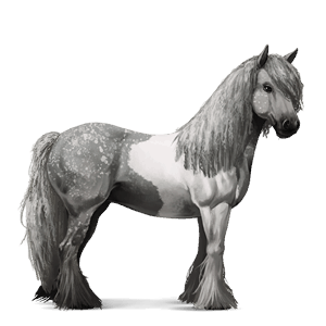 jahalni konj gypsy vanner pikasto siva tobiano