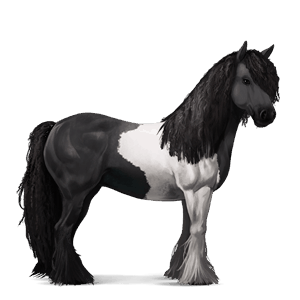 jahalni konj gypsy vanner Črna tobiano