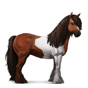 jahalni konj gypsy vanner temno rdečkasto rjava tobiano