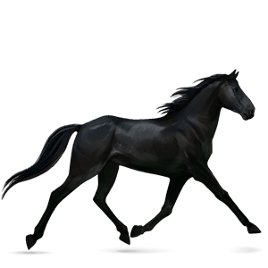 jahalni konj francoski kasač Črna