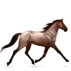 jahalni konj rdečkasto rjava