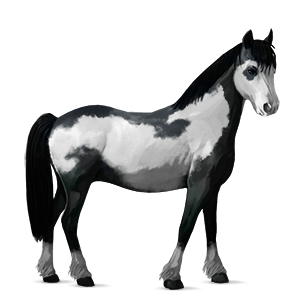 poni temno rdečkasto rjava