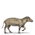 prazgodovinski konj hyracotherium
