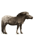 poni Šetland kostanjeva
