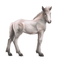 božanski konj greyfell