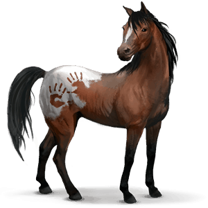 divji konj Španski mustang