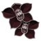 Črna orhideja